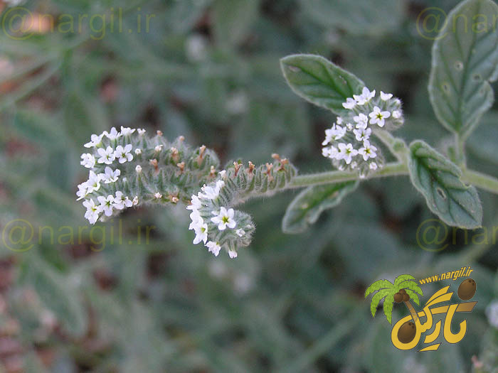 آفتاب پرست اروپایی